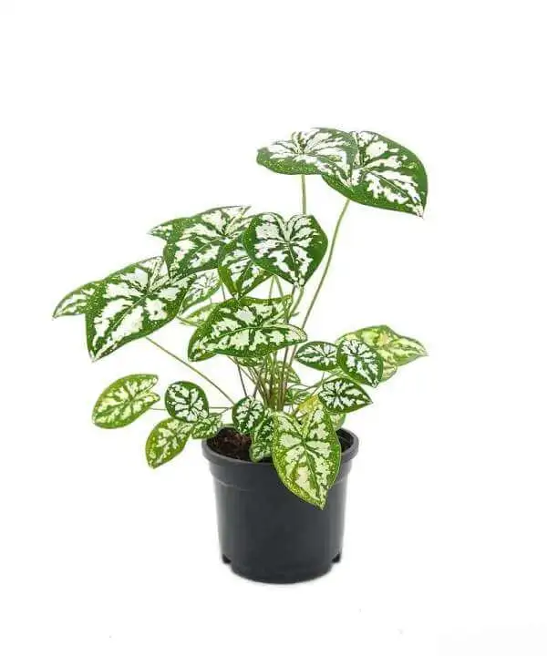 caladium humboldtii mini white indoor plant