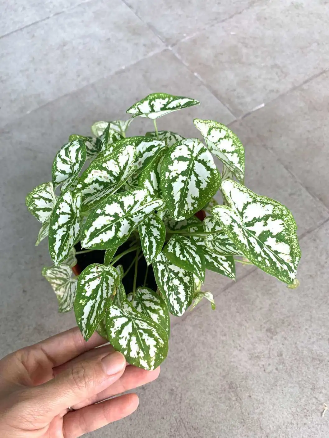caladium humboldtii mini white