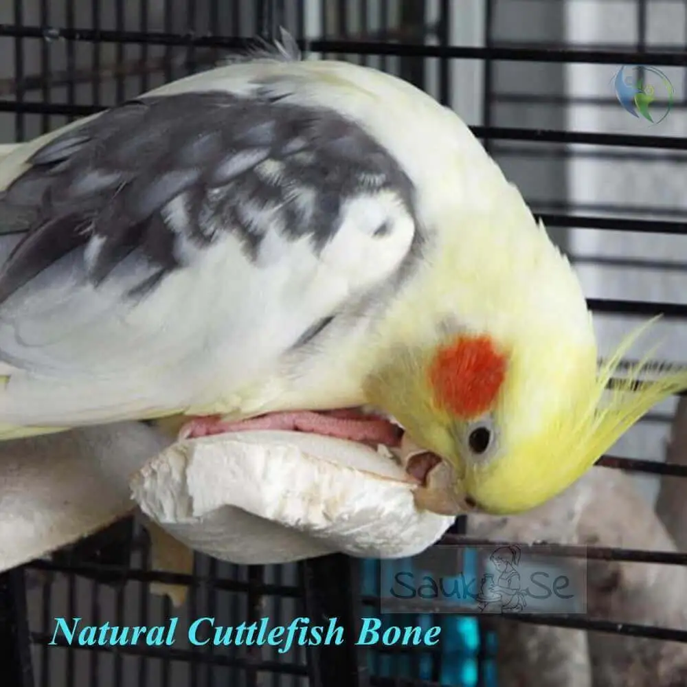cockatiel bird eating cuttlefish bone