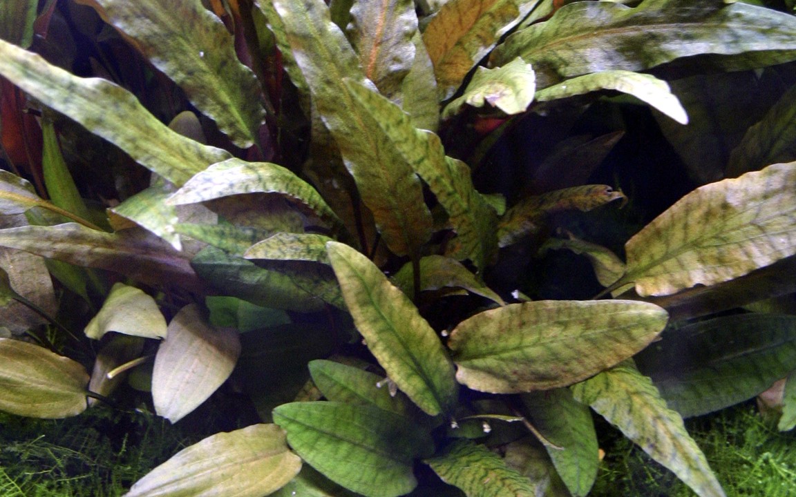 cryptocoryne wendtii tropica aquarium plant