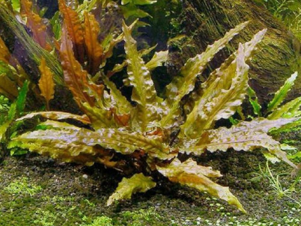 cryptocoryne wendtii tropica aquascape plant