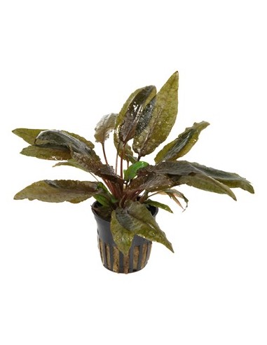 cryptocoryne wendtii tropica plant pot