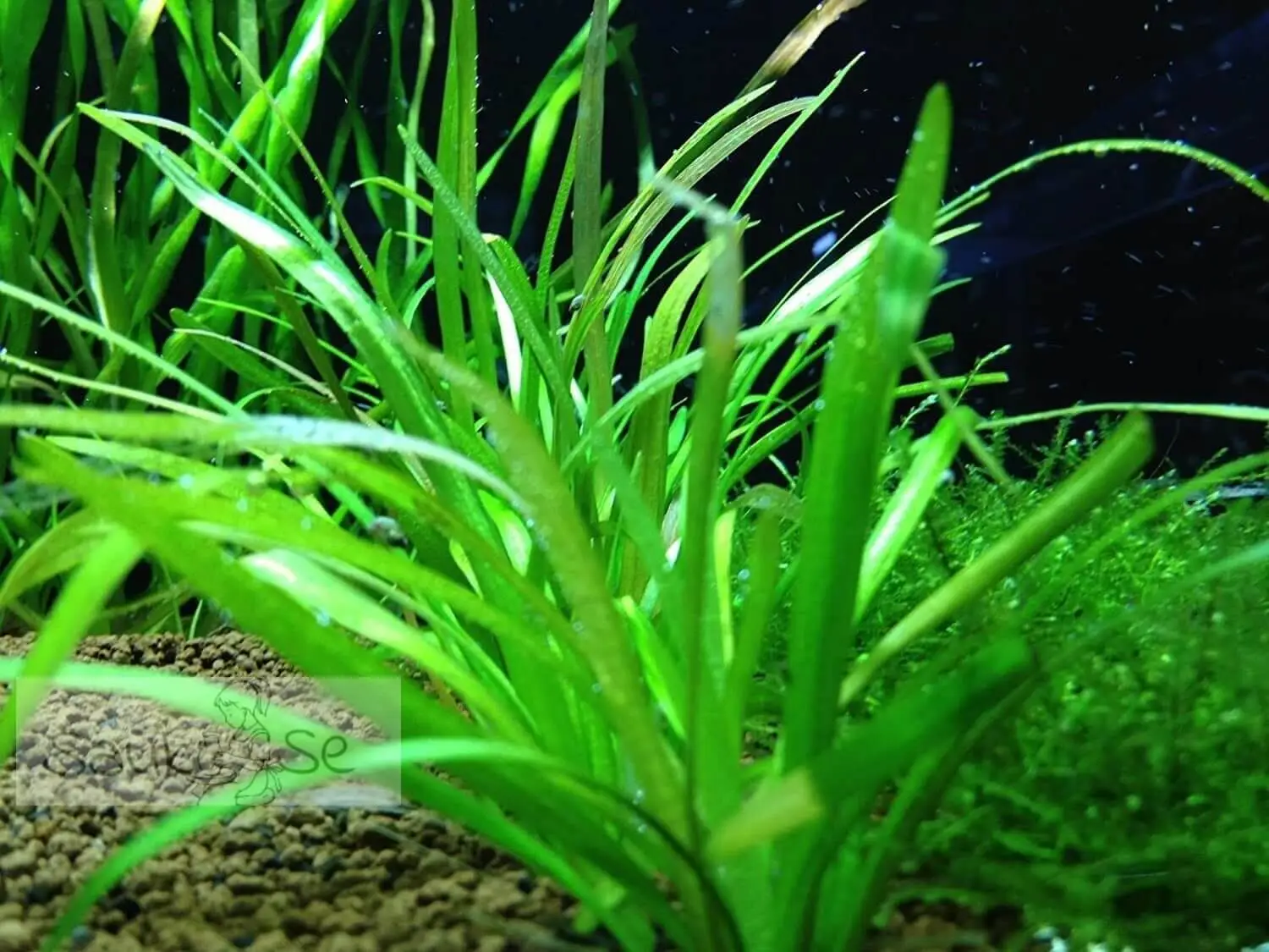 dwarf sagittaria aquarium plant