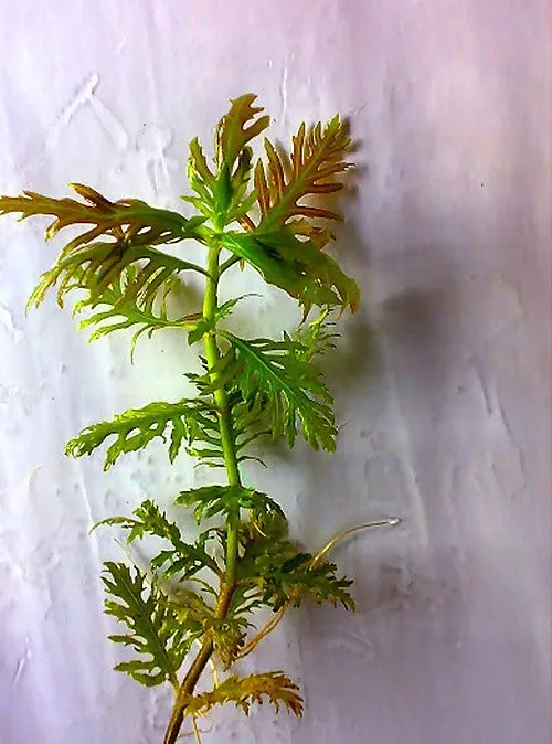 hygrophila difformis red rosanervig aquarium plant single plant