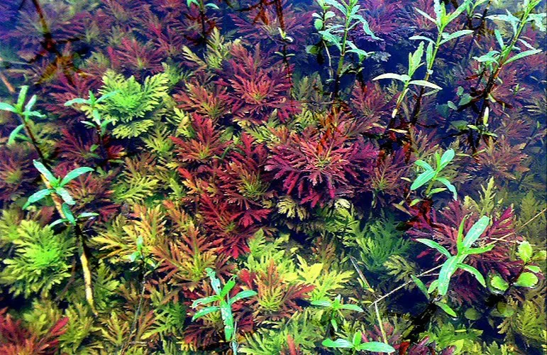 hygrophila difformis red rosanervig aquarium plant