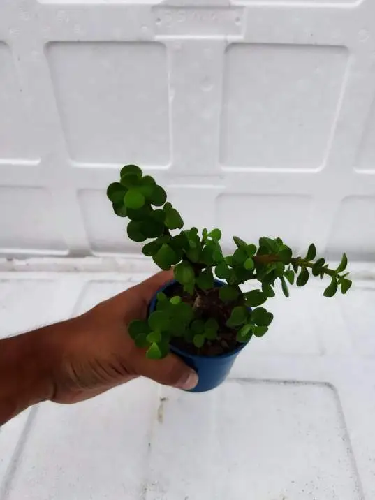 Jade indoor plants for sale