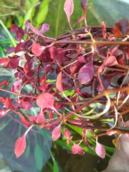 ludwigia mini super red