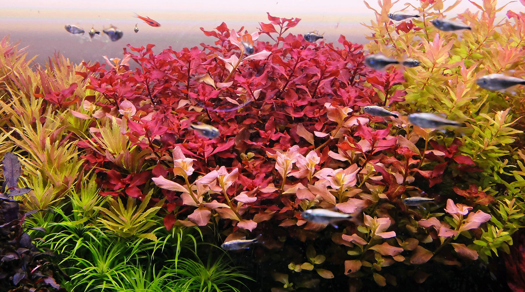 ludwigia sp mini super red main picture