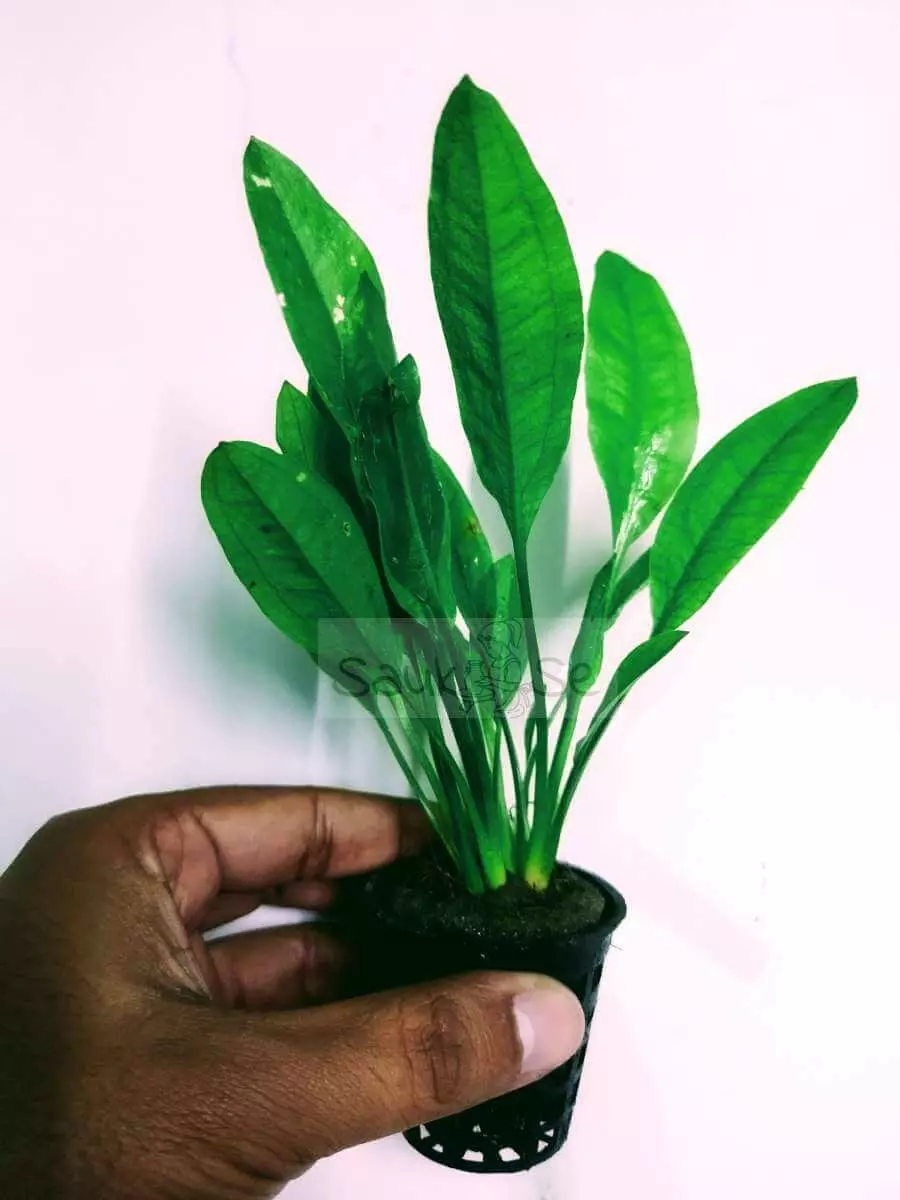 Narrow Leaf Amazon Sword